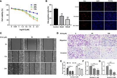 Biochanin A Inhibits Glioblastoma Growth via Restricting Glycolysis and Mitochondrial Oxidative Phosphorylation